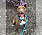 Small #16 American Pit Bull Terrier Mix