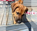 Small #2 Black Mouth Cur Mix