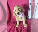 Small #2 Golden Retriever
