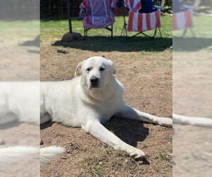 Great Pyrenees Dogs for adoption in Bountiful, UT, USA