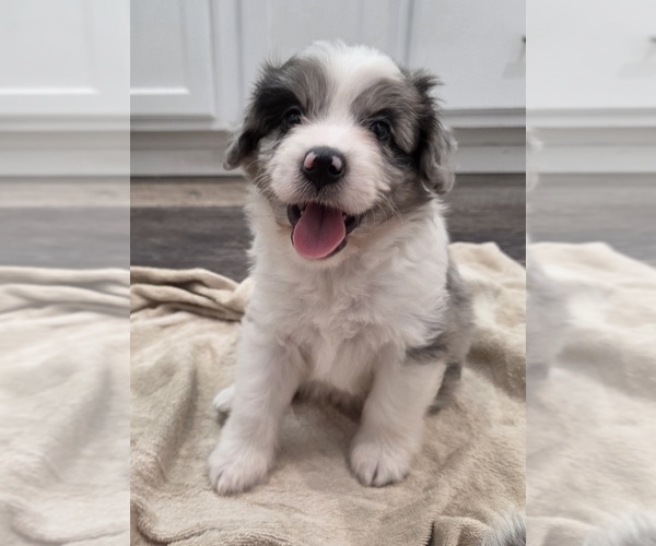 Medium Photo #27 Aussiedoodle Puppy For Sale in WILLS POINT, TX, USA