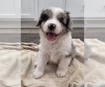 Small #26 Aussiedoodle