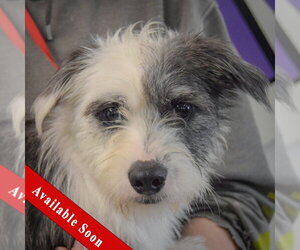 Shih Tzu-Unknown Mix Dogs for adoption in Huntley, IL, USA