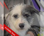 Dojo - Male Shih Tzu-Unknown Mix Dog for Adoption - Small photo