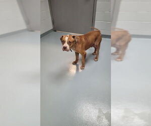American Pit Bull Terrier Dogs for adoption in St. Cloud, FL, USA