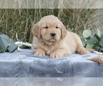 Puppy Maggie Golden Retriever