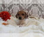 Small #1 Dachshund