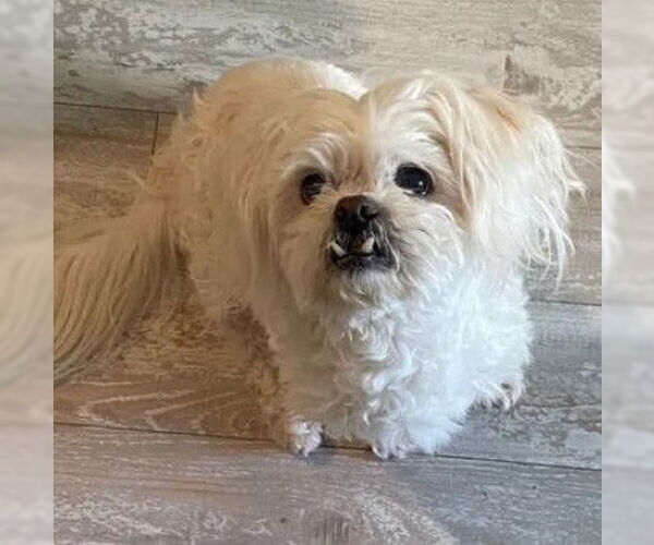 Medium Photo #1 Maltese-Unknown Mix Puppy For Sale in Tracy, CA, USA