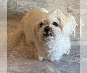 Maltese-Unknown Mix Dogs for adoption in Tracy, CA, USA