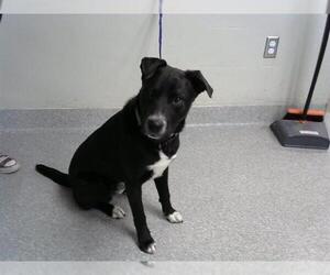 Labrador Retriever-Unknown Mix Dogs for adoption in Pasadena, TX, USA