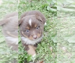 Puppy Peony Australian Shepherd