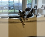 Small #3 Australian Cattle Dog