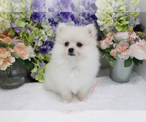 Pomeranian Puppy for sale in LAS VEGAS, NV, USA