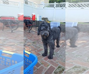 Father of the Goldendoodle puppies born on 07/10/2025