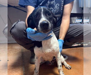 Drax - Male Mutt Dog for Adoption