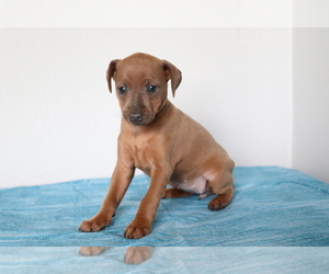 Miniature Pinscher Puppy for sale in SHILOH, OH, USA