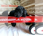 Small Photo #3 Labradoodle-Poodle (Standard) Mix Puppy For Sale in ALTON, MO, USA