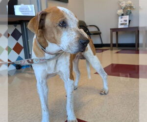 English Coonhound-Unknown Mix Dogs for adoption in Plano, TX, USA