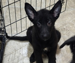 German Shepherd Dog Puppy for sale in ELKHART, IN, USA