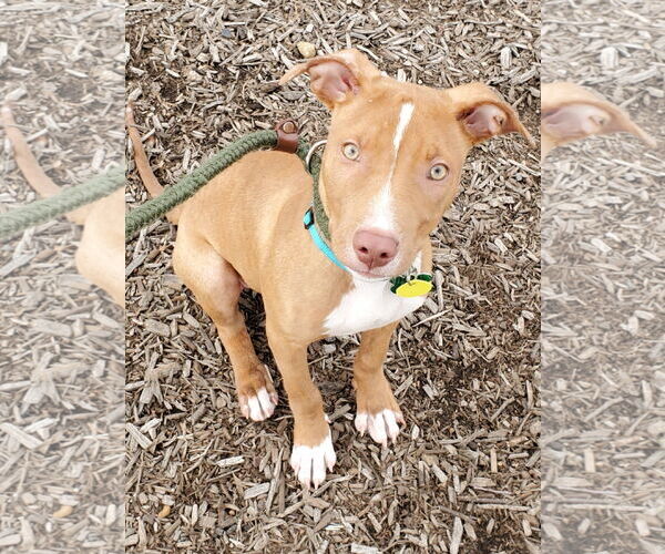 Medium Photo #31 American Pit Bull Terrier-Blue Lacy Mix Puppy For Sale in Rockaway, NJ, USA