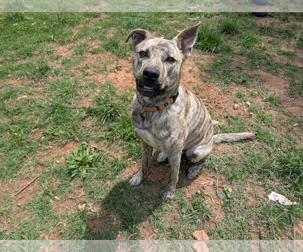 Medium Photo #3 Gerberian Shepsky Puppy For Sale in White Bluff, TN, USA
