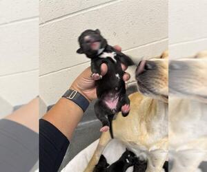 Labrador Retriever-Unknown Mix Dogs for adoption in San Antonio, TX, USA