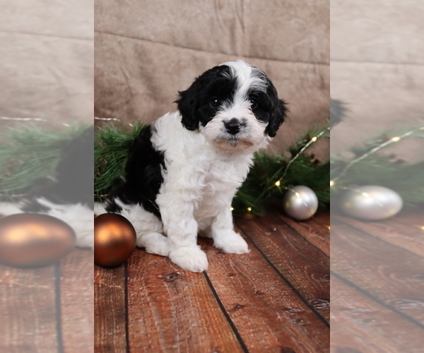 Medium Photo #5 Cavapoo (Toy) Puppy For Sale in WEST SALEM, OH, USA