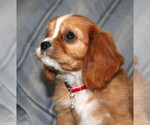 Small #3 Cavalier King Charles Spaniel