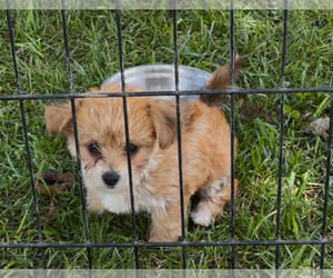 Yo-Chon Puppy for sale in MOUNT PLEASANT, MI, USA