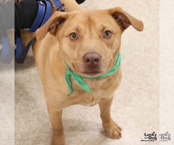 Medium Photo #3 Labrador Retriever-Retriever  Mix Puppy For Sale in Washington, DC, USA