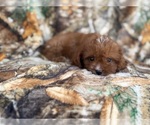 Small #5 Cavapoo (Miniature)