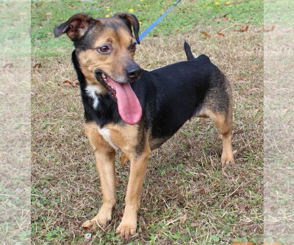 Medium Photo #2 Doxle Puppy For Sale in Prattville, AL, USA