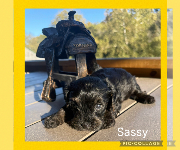 Medium Photo #4 Yorkipoo Puppy For Sale in BENNINGTON, IN, USA