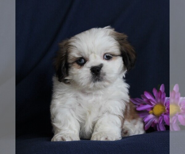 Medium Photo #3 Shih Tzu Puppy For Sale in NARVON, PA, USA