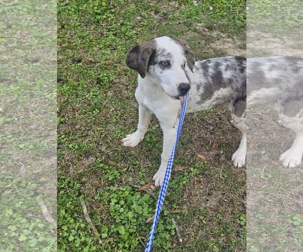 Medium Photo #15 Australian Shepherd-Unknown Mix Puppy For Sale in Wakefield, RI, USA