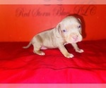 Small #2 American Bully