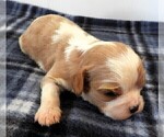 Small Photo #10 Cavalier King Charles Spaniel Puppy For Sale in CARLISLE, KY, USA