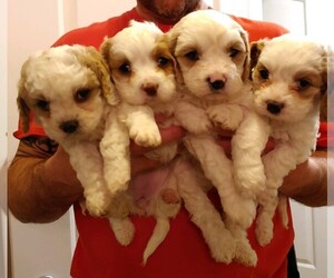 Cavapoo Puppy for sale in ALBION, NY, USA