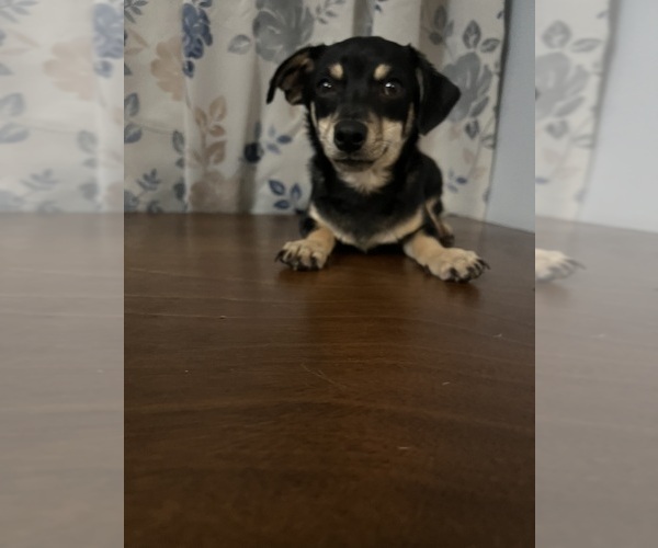 Medium Photo #50 Chihuahua Puppy For Sale in DURHAM, CT, USA