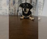 Small #49 Chihuahua