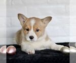 Small Photo #4 Pembroke Welsh Corgi Puppy For Sale in PARADISE, PA, USA
