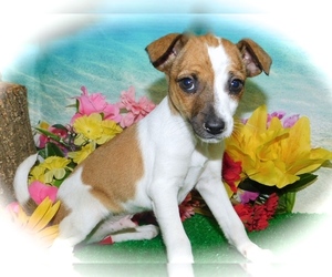 Jack-Rat Terrier Puppy for sale in HAMMOND, IN, USA