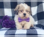 Small Photo #5 Shorkie Tzu Puppy For Sale in LAKELAND, FL, USA