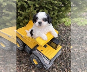 Shih Tzu Puppy for sale in MIDDLEBURY, IN, USA