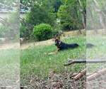 Small #9 German Shepherd Dog