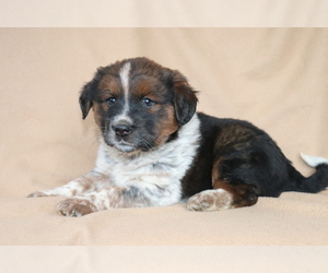 Akita-Rottweiler Mix Puppy for sale in SHILOH, OH, USA
