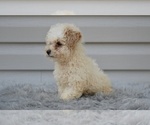 Small #3 Poodle (Miniature)