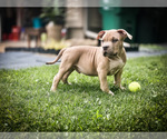 Small Photo #11 American Bully Puppy For Sale in OVERLAND, KS, USA