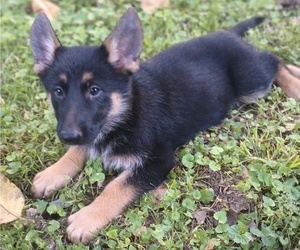 German Shepherd Dog Puppy for sale in SMYRNA, TN, USA