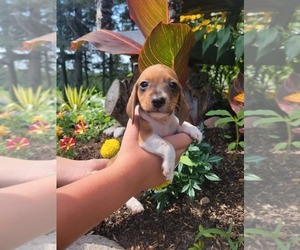 Dachshund Puppy for sale in WITHEE, WI, USA